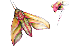 Elephant hawk moth, Deilephila elpenor